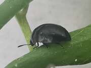 Thumbnail 392905 B