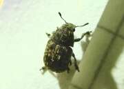 Thumbnail 393036 A