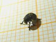 Thumbnail 393036 B