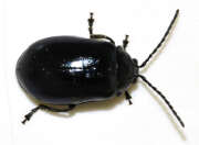 Thumbnail 393037 B
