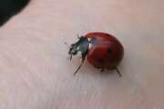 Thumbnail 393043 C