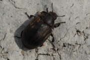 Thumbnail 393067 A