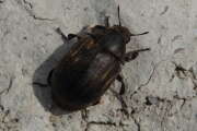 Thumbnail 393067 B