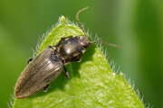 Thumbnail 393071 B