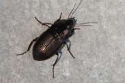 Thumbnail 393075 A