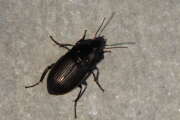 Thumbnail 393075 B