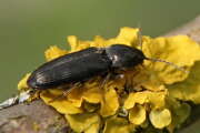 Thumbnail 393079 B
