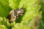 Thumbnail 393085 A