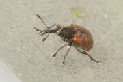 Thumbnail 393139 A