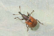 Thumbnail 393139 B