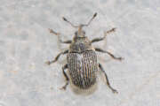 Thumbnail 393143 A