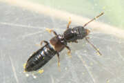 Thumbnail 393145 B