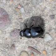 Thumbnail 393175 A