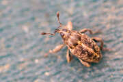 Thumbnail 393178 A