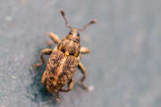 Thumbnail 393178 B