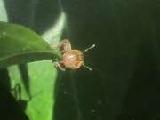 Thumbnail 393188 A