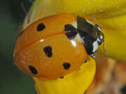 Thumbnail 393253 A