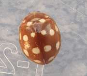 Thumbnail 393260 A