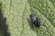 Thumbnail 393313 B
