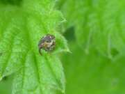 Thumbnail 393418 B