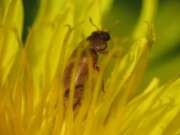 Thumbnail 393496 B