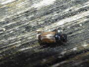 Thumbnail 393548 B
