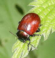 Thumbnail 393702 A