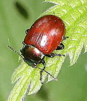 Thumbnail 393702 B