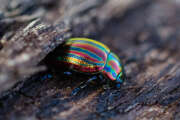 Thumbnail 393705 B