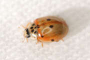 Thumbnail 393706 A