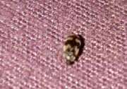 Thumbnail 393845 A