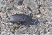 Thumbnail 393880 A