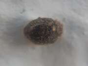 Thumbnail 393961 B