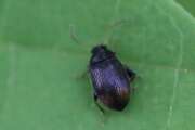 Thumbnail 394052 A