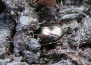 Thumbnail 394078 B