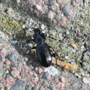 Thumbnail 394299 A