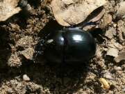 Thumbnail 394302 A