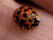 Thumbnail 394332 B