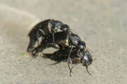 Thumbnail 394506 B
