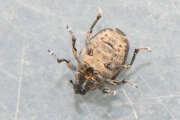Thumbnail 394527 B
