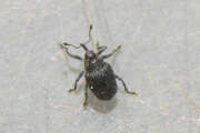 Thumbnail 394534 A