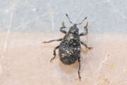 Thumbnail 394538 B