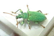 Thumbnail 394570 B