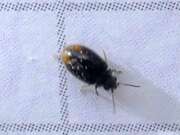 Thumbnail 394703 A