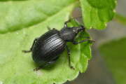 Thumbnail 394709 A
