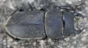 Thumbnail 394830 A
