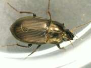 Thumbnail 394842 B