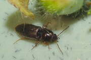 Thumbnail 394906 B