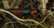 Thumbnail 394962 A