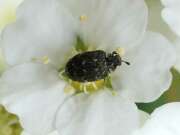 Thumbnail 395023 A